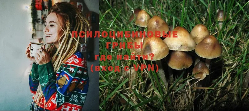 Галлюциногенные грибы Psilocybe  Змеиногорск 